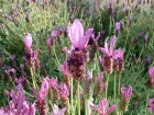 Lavande papillon, Lavande stchade, lavande  toupet, Lavandula stoechas