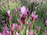 Fleur de Lavande papillon, Lavandula stoechas
