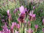 Fleur de Lavande papillon, Lavandula stoechas