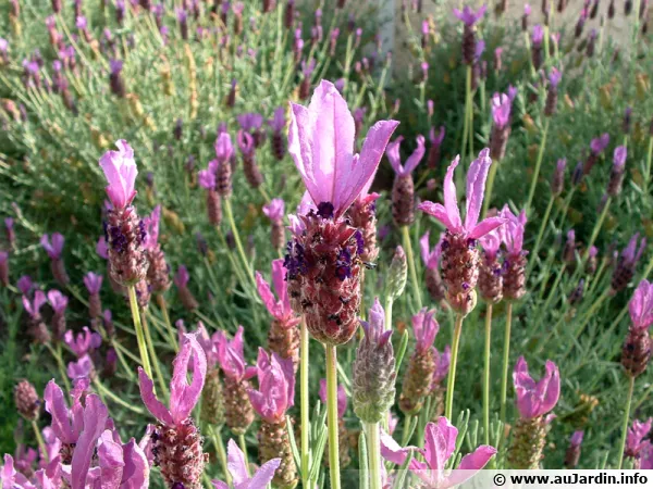 Lavandula stoechas, la lavande papillon