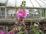 Lavatera 'Bredon Springs'