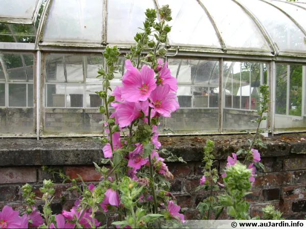 Lavatera 'Bredon Springs'
