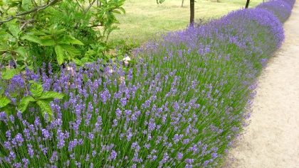 Comment tailler la lavande : les �tapes pour �viter le bois mort