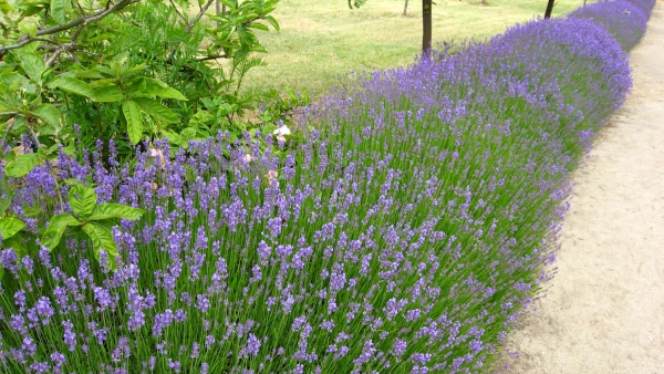 Comment tailler la lavande : les �tapes pour �viter le bois mort