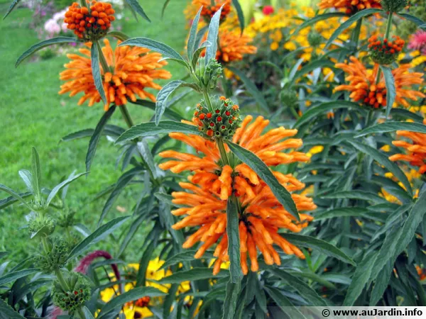 Leonotis leonorus, Queue de lion