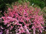 Arbre à thé, Myrte de Nouvelle-Zélande, Manuka, Leptospermum scoparium Arbre à thé, Myrte de Nouvelle-Zélande, Manuka, Leptospermum scoparium