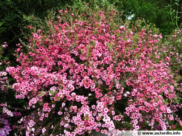 Arbre  th, Myrte de Nouvelle-Zlande, Manuka, Leptospermum scoparium