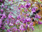 Lespedeza de Thunberg, Lespedeza thunbergii Lespedeza de Thunberg, Lespedeza thunbergii