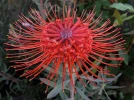 Pelote d'�pingles en fus�e, Leucospermum reflexum