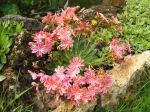 Lewisie du Siskiyou, Lewisia cotyledon