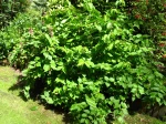 Arbre aux faisans, Leycesteria formosa