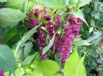 Fleurs de l'Arbre aux faisans