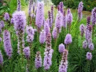 Plume du Kansas, Liatris spicata
