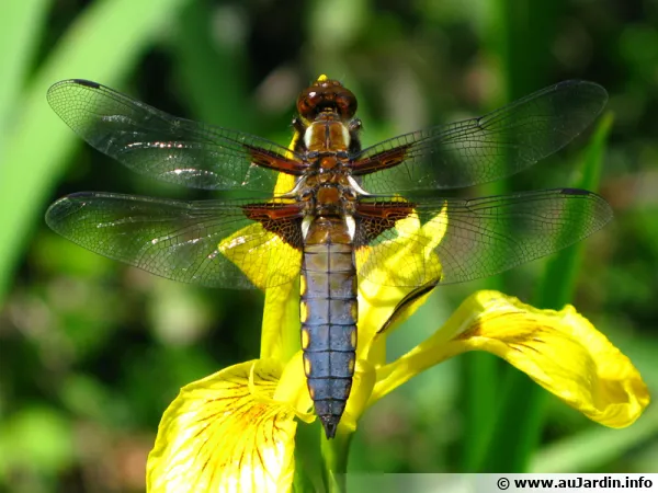 Libellule déprimée ♀, Libellula depressa