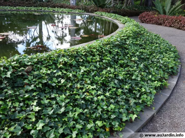 Un talus couvert de lierre, source de biodiversité