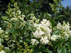 Trone, Ligustrum