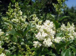 Troene, Ligustrum