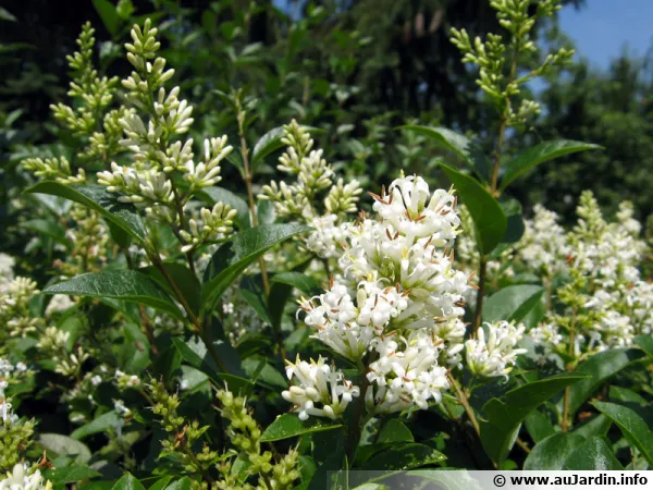 Troene, Ligustrum