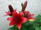 La symbolique des fleurs