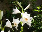Lys de la madone, Lis blanc, Lilium candidum