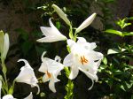 Lys de la madone, Lis blanc, Lilium candidum Lys de la madone, Lis blanc, Lilium candidum
