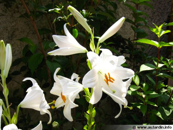 Lys De La Madone Lis Blanc Lilium Candidum Planter Cultiver