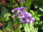 Statice sinu�, Limonium � feuilles sinu�es, Limonium sinuatum