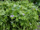 Lindernie  grandes fleurs, Lindernia grandiflora