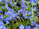 Gr�mil diffus, Lithodora diffusa