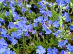 Gr�mil diffus, Lithodora diffusa