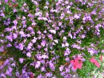 Lobelia annuelle, Lobelia de bordure, Lob�lie �rine, Lob�lia bleue, Lobelia erinus