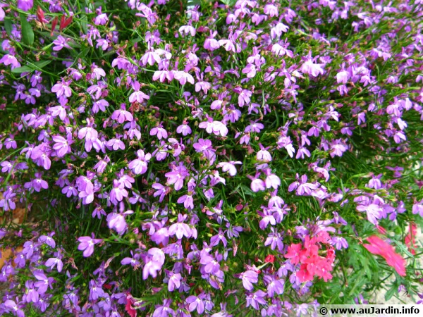 Lobelia annuelle, Lobelia de bordure, Lobélie érine, Lobélia bleue, Lobelia erinus