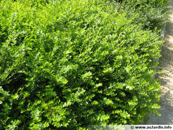 Chèvrefeuille arbustif à feuilles de buis, Chèvrefeuille brillant, Lonicera nitida