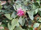 Lorop�tale de Chine, Loropetalum chinense