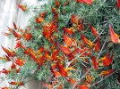 Bec de perroquet, Lotier de Berthelot, Lotus berthelotii