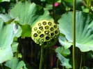 Des vivaces aux fruits dcoratifs