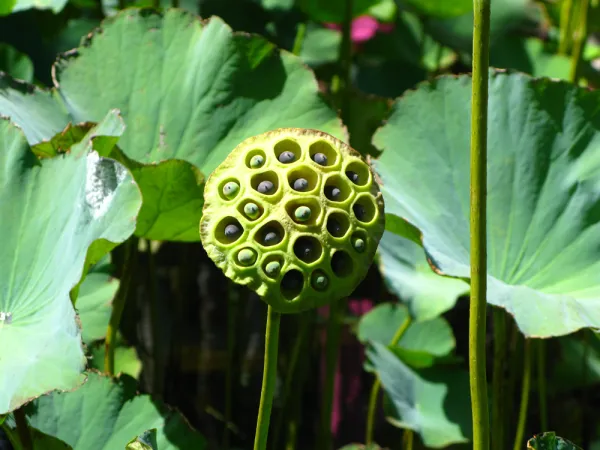 Des vivaces aux fruits décoratifs