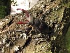 Lucarne cerf-volant ♂, Lucanus cervus