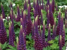 Les fleurs amies des lgumes