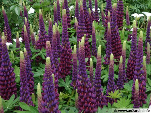 Le lupin constitue un engrais vert fleuri