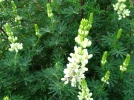 Lupin arborescent, Lupin en arbre, Lupinus arboreus
