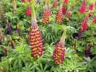 Lupin de Russell, Lupin des jardins, Lupinus x russellii