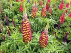 Lupin de Russell, Lupin des jardins, Lupinus x russellii