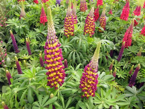 105 Graines de Lupin des Jardins ROSE Russell LUPINUS Polyphyllus