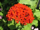 Croix de Jrusalem, Croix de Malte, Lychnis chalcedonica