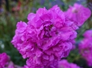 Oeillet des jansnistes, Attrape-mouches, Lychnis viscaire, Lychnis viscaria