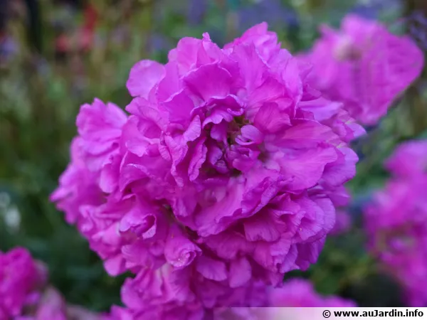 Lychnis viscaria 'Frou Frou Double Pink', Oeillet des jansénistes, Attrape-mouches, Lychnis viscaire