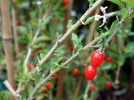 Goji, Lyciet de chine, Lycium chinense