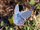 Azuré bleu céleste, Le bel Argus (Lysandra bellargus)