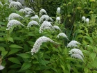 Lysimaque de Chine, Lysimaque col de cygne, Lysimachia clethroides